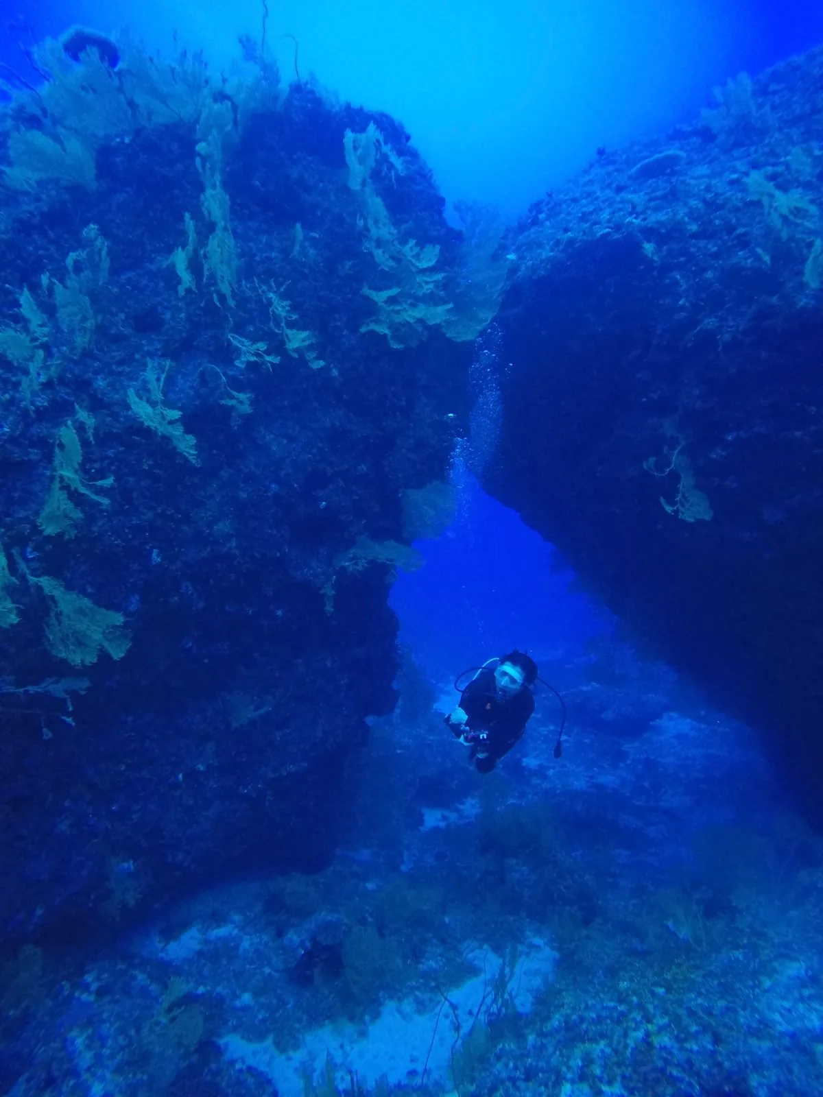 Senior marine biologist roles with a diver in a deep reef canyon