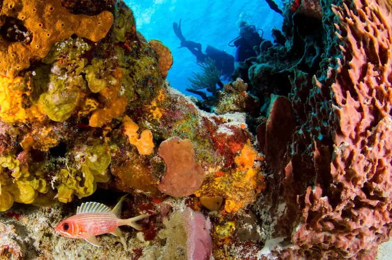 How much marine biologists make with scuba divers over a coral reef