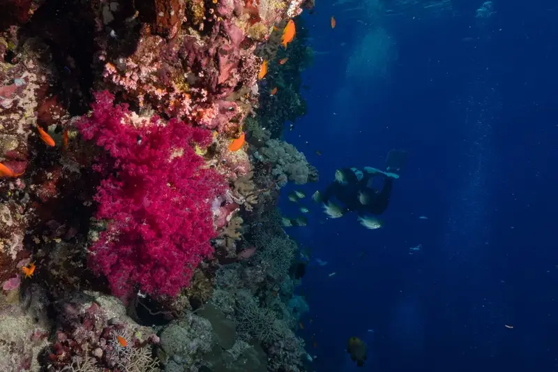 Entry level marine biologist pay with a diver over a vibrant reef